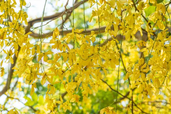 Ağaç, Tayland 'da Altın Sağanak Çiçekleri