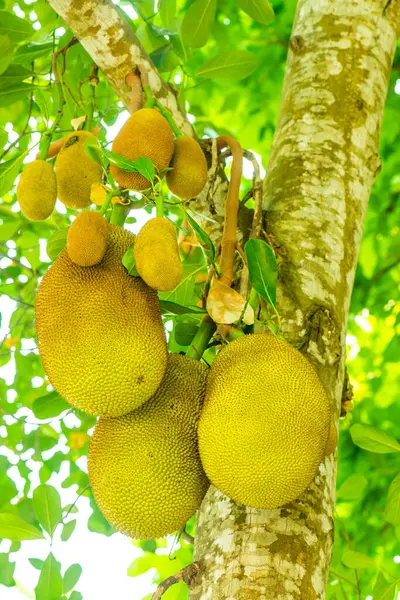 Ağaçta Jackfruit, Tayland