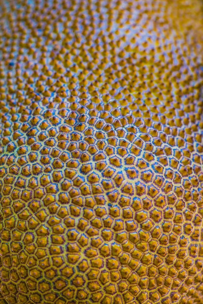 Nefesi, Tayland dokusuna