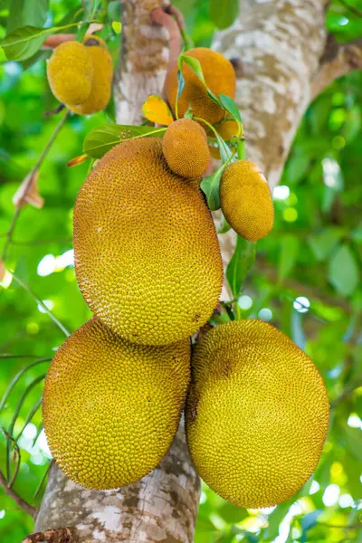 Ağaçta Jackfruit, Tayland
