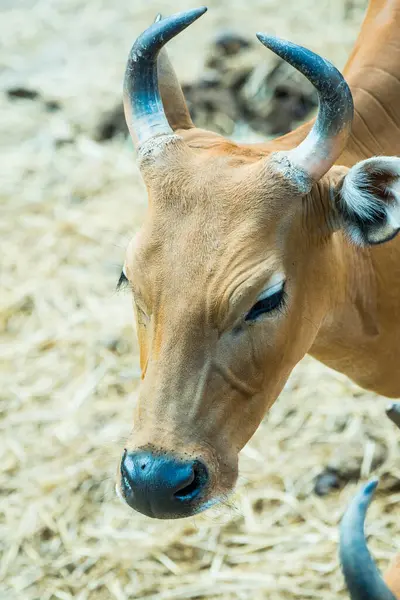 Banteng, Tayland 'ın Baş Fotoğrafı