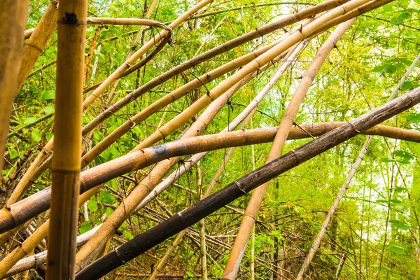 Tayland 'da, ormanda bambu.