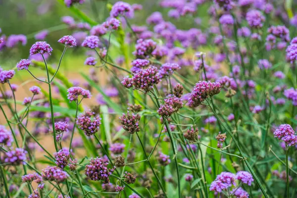 Tayland 'da Verbena çiçekleri.
