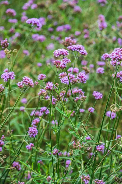 Tayland 'da Verbena çiçekleri.