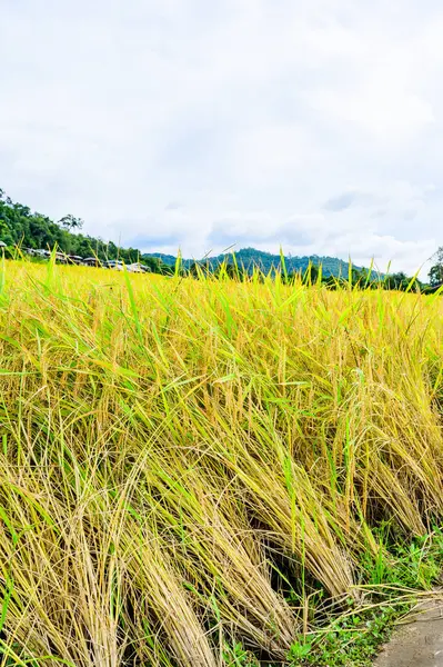 Pa Bong Piang Rice Terraces at Chiang Mai Province, Thailand.
