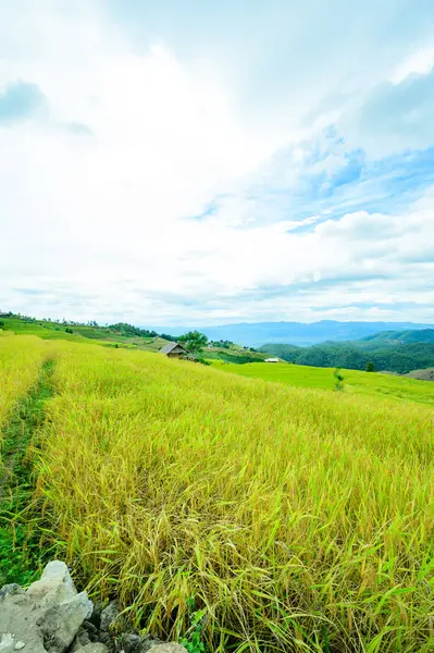 Pa Bong Piang Rice Terraces at Chiang Mai Province, Thailand.
