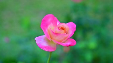 Bahçedeki güzel güller