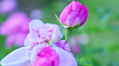 Bahçede pembe güller, Chiang Mai vilayeti.