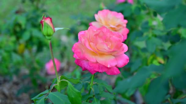 庭の美しいバラ — ストック動画