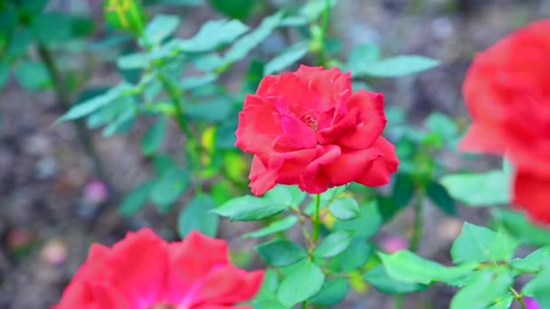 Roses Rouges Dans Jardin — Video