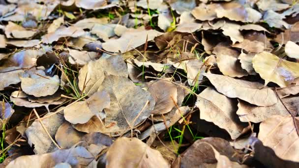Dried Bodhi Leaves Ground Thailand — 图库视频影像