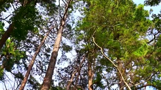 Old Trees Mon Pha Dum Viewpoint Doi Suthep Pui National — Αρχείο Βίντεο