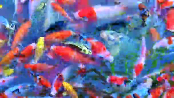 Stawie Pływa Wiele Kolorowych Ryb Koi — Wideo stockowe