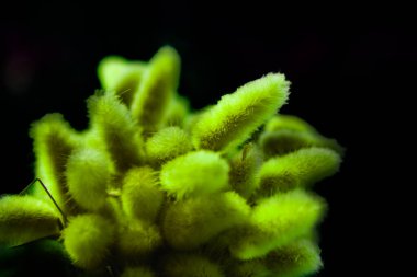 Kuru tavşan kuyruğu çimenleri süslemek için