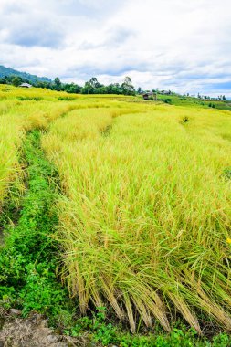Pa Bong Piang Rice Terraces at Chiang Mai Province, Thailand.