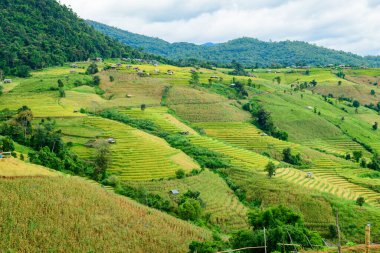 Pa Bong Piang Rice Terraces at Chiang Mai Province, Thailand.