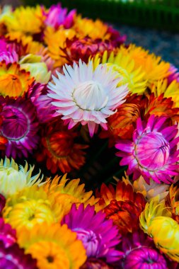 Taze Hasır Çiçeğinin Arkaplanı, Tayland.