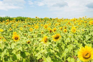 Tarlada güzel bir ayçiçeği, Tayland.