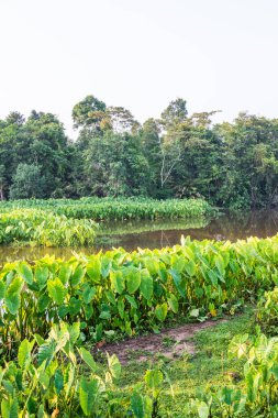 Tayland 'daki Khao Yai Ulusal Parkı' nda gölü olan Caladium fabrikası.