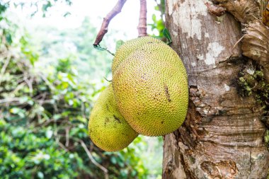 Genç Jackfruit ağaçta, Tayland
