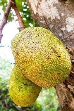 Genç Jackfruit ağaçta, Tayland