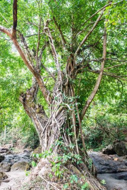 Tayland 'daki ulusal parkta büyük bir ağaç.