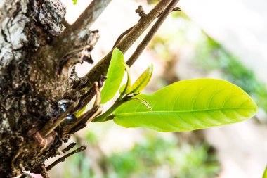 Ağaçta yeşil yaprak, Tayland