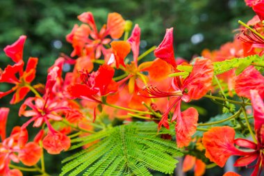 Tavuskuşu çiçekleri ağaçta, Tayland