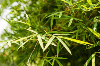 Tayland 'da bambu yapraklarının arkaplanı