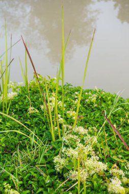 Tayland 'da sabah ışığında çimenler dökülüyor.