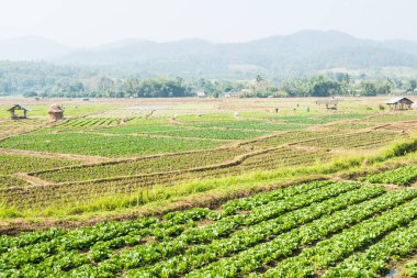 Tayland doğasında sebze bahçesi, Tayland