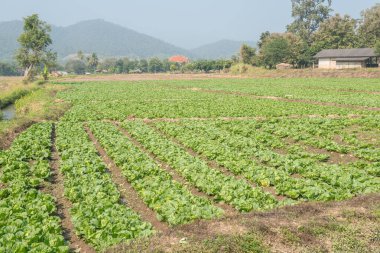 Tayland doğasında sebze bahçesi, Tayland