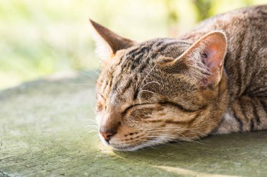 Tayland 'da uyuyan kedi..