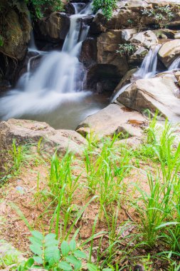 Thai Ormanı, Tayland 'da Su Akıntısı.