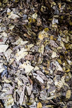 Kuru çay yaprağının arka planı, Tayland.