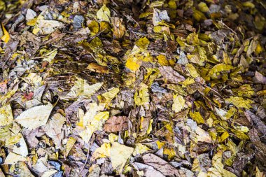 Kuru çay yaprağının arka planı, Tayland.