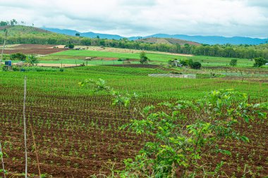 Chiang Mai, Tayland 'da Mae Chaem bölgesinin dağ manzaralı tarım alanı.