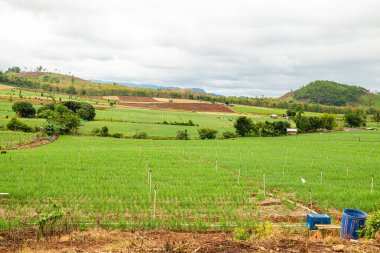 Chiang Mai, Tayland 'da Mae Chaem bölgesinin dağ manzaralı tarım alanı.