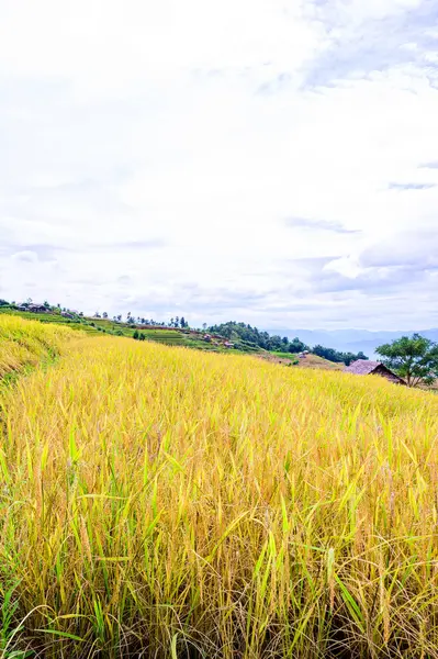 Pa Bong Piang Rice Terraces at Chiang Mai Province, Thailand.