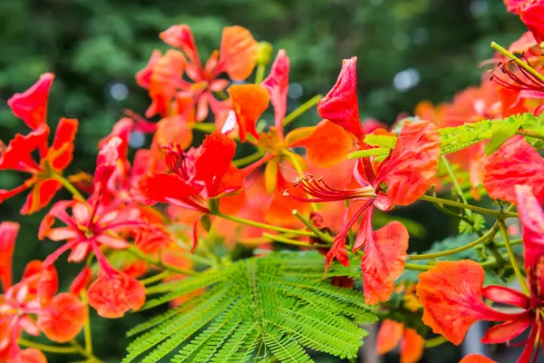 Tavuskuşu çiçekleri ağaçta, Tayland