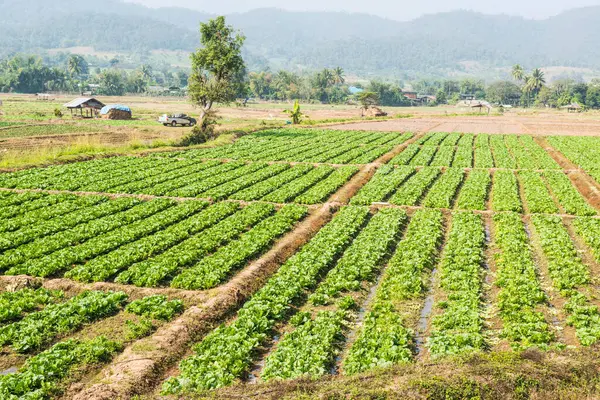 Tayland doğasında sebze bahçesi, Tayland