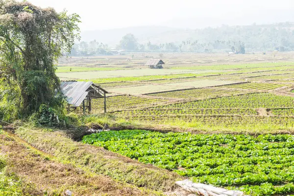 Tayland doğasında sebze bahçesi, Tayland