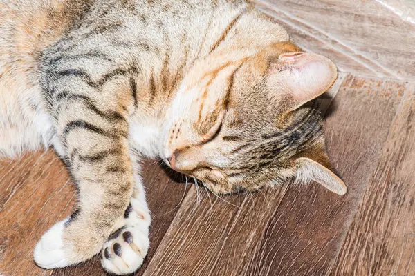 Tayland 'da uyuyan kedi..