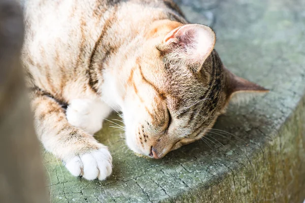 Tayland 'da uyuyan kedi..