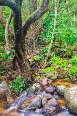 Doğal Park, Tayland 'da Wang Bua Ban şelalesinde su akışı.