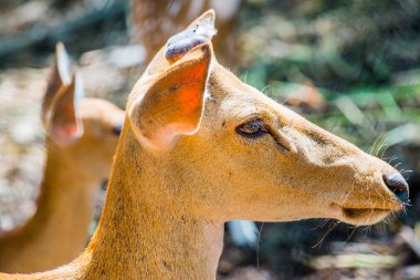 Tayland 'da Benekli Geyik Portresi.