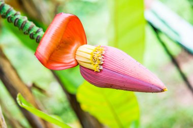 Ormanda kırmızı muz Bud, Tayland