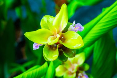 Doğal geçmişi olan Curcuma Alismatifolia çiçeği, Tayland.