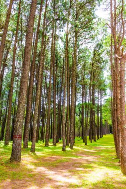 Tayland 'daki Boa Keaw Silvikültürel Araştırma İstasyonu' ndaki Çam Tarlalarının manzarası.