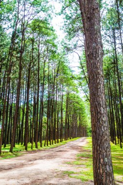 Tayland 'daki Boa Keaw Silvikültürel Araştırma İstasyonu' ndaki Çam Tarlalarının manzarası.